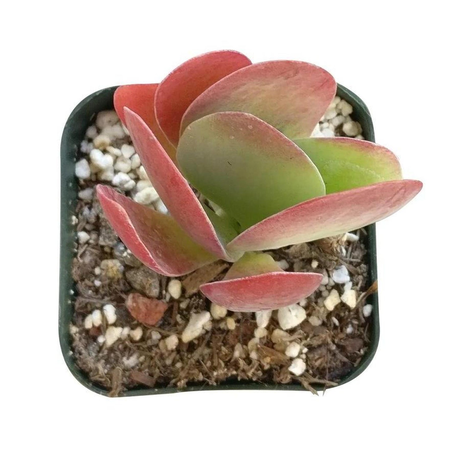 Pickleball Planters | Fun Pickleball Gifts | Perfect Pickleball Office Planter