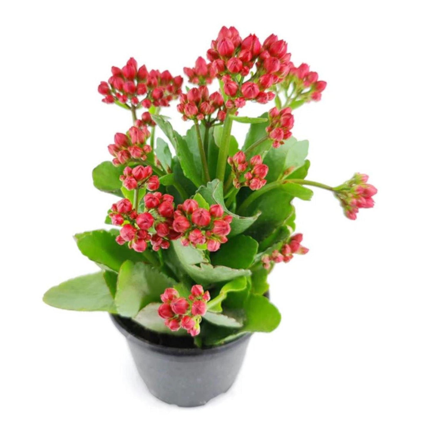 Pickleball Planters | Fun Pickleball Gifts | Perfect Pickleball Office Planter